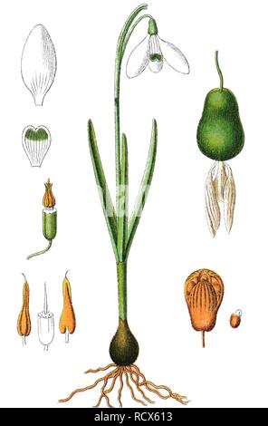 Snowdrop or Common Snowdrop (Galanthus nivalis), medicinal plant, useful plant, chromolithograph, 1876 Stock Photo