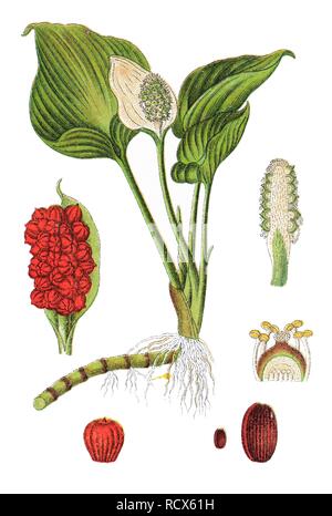 Bog arum, marsh calla (Calla palustris), medicinal plant, crop plant, chromolithography, 1876 Stock Photo