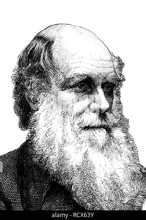 Charles Robert Darwin, 1809 - 1882, British naturalist, wood engraving, 1880 Stock Photo