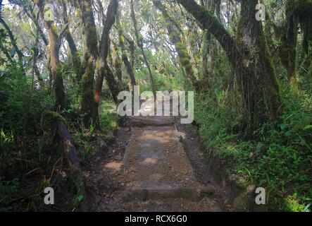Machame Route, beginning of the ascent of Mount Kilimanjaro through tropical rainforest, Tanzania, Africa Stock Photo