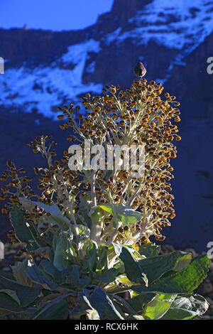 Flowering Giant Groundsel (Dendrosenecio kilimanjari), Mount Kilimanjaro, Tanzania, Africa Stock Photo