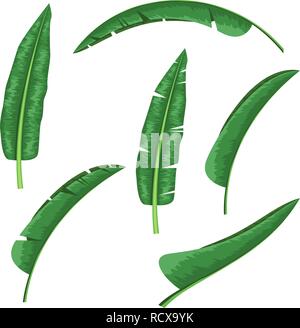 Banana tropical leaf with watercolor hand drawn style design. High detailed vector illustration. Stock Vector