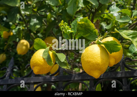 Bunch of fresh ripe lemons on a lemon tree branch in sunny garden Stock Photo