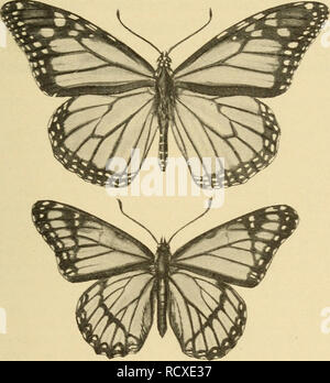 . Elementary zoology. Zoology. COLOR AND PROTECTIVE RESEMBLANCES 4.S oo Alluring coloration.—A few animals show what is called alluring coloration; that is, they display a color pattern so arranged as to resemble or mimic a flower or other lure, and thus entice to them other animals, their. Fig. 165.—The monarch butterfly. Anosia plexippns (above), distasteful to birds, and the viceroy. Basilarchia archippus (below), which mimics it. From specimens.) natural prey. Certain Brazilian fly-catching birds have a brilliantly colored crest which can be displayed in the shape of a flower-cup. The inse Stock Photo