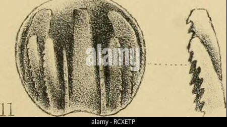 . Description of a new British Annelide : belonging to the tribe Rapacea of Grube Annelida errantia of Milne-Edwards. Annelida; Worms. â > :3^S^Â»-Â»^f9'^' %vn ..<m^^ ^^ 7. #^i. V  '!> T 10. Please note that these images are extracted from scanned page images that may have been digitally enhanced for readability - coloration and appearance of these illustrations may not perfectly resemble the original work.. Baird, William, 1803-1872; Linnean Society of London. [London : Linnean Society Stock Photo