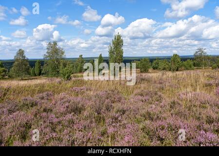 View from the hill Wilseder Berg, Lueneburg Heath, Lower Saxony Stock Photo