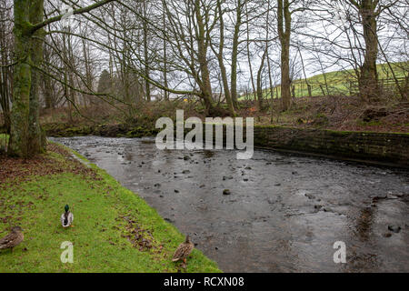 Dunsop river at Dunsop bridge on a winters day in the Forest of Bowland,Lancashire,England Stock Photo