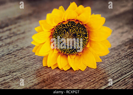 One sunflower on the old wooden background. Space for text. Loneliness concept. Stock Photo