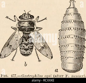 Elementary Text Book Of Zoology Tr And Ed By Adam Sedgwick With The Assistance Of F G Heathcote Diptera 575 Are Set In Vibration Beneath Two External Valves By The Expiration Of
