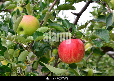 Apple (Malus domestica), on the tree, in japan Stock Photo