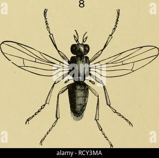 . Elementary text-book of entomology. Entomology. Plate LXXXVI.. Please note that these images are extracted from scanned page images that may have been digitally enhanced for readability - coloration and appearance of these illustrations may not perfectly resemble the original work.. Kirby, W. F. (William Forsell), 1844-1912. London, S. Sonnenschein