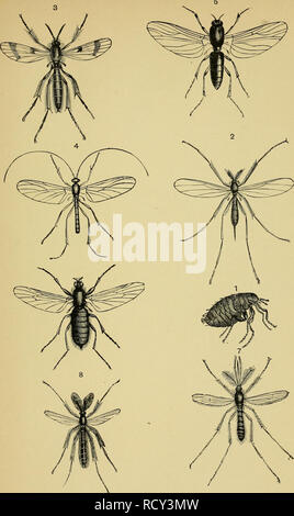 . Elementary text-book of entomology. Entomology. Plate LXXXII.. Please note that these images are extracted from scanned page images that may have been digitally enhanced for readability - coloration and appearance of these illustrations may not perfectly resemble the original work.. Kirby, W. F. (William Forsell), 1844-1912. London, S. Sonnenschein