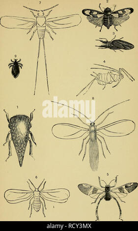 . Elementary text-book of entomology. Entomology. Plate LXXXI.. Please note that these images are extracted from scanned page images that may have been digitally enhanced for readability - coloration and appearance of these illustrations may not perfectly resemble the original work.. Kirby, W. F. (William Forsell), 1844-1912. London, S. Sonnenschein
