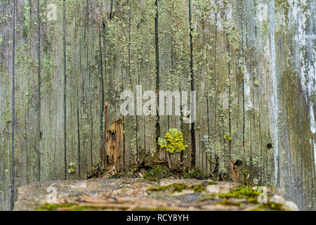Natural still life in the spring forest with different types of moss, plants and insects on the surface of the tree as a background Stock Photo