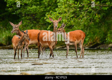 Red deer (Cervus elaphus). Red hind and calf in the water. Bieszczady Mountains. Poland