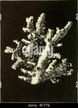. The depths of the sea; an account of the general results of the dredging cruises of H.M. SS. 'Porcupine' and 'Lightning' during the summers of 1868, 1869 and 1870, under the scientific direction of Dr. Carpenter, J. Gwyn Jeffreys, and Dr. Wyville Thomson. Porcupine (Ship); Lightning (Ship); Ocean; Marine animals; Deep-sea temperature; Marine sediments. 170 THE DEPTHi^ OF THE SEA. [CIIAI&quot;. IV. Although many of the echinoderms of the cold area are common to the warm, the general facies of the echinoderm fauna is different, and there are a number of additional and very striking forms. Clda Stock Photo