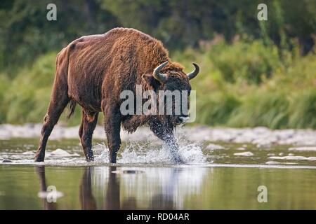 Huge bull of european bison, bison bonasus, crossing a river. Majestic wild animal splashing water with droplets flying around. Dynamic wildlife scene Stock Photo