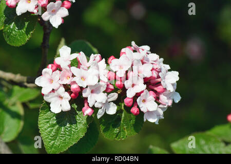 arrowwood, Korean spice viburnum, illatos bangita, Viburnum carlesii Stock Photo