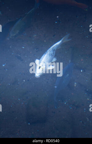 White fish swimming on deep dark water Stock Photo