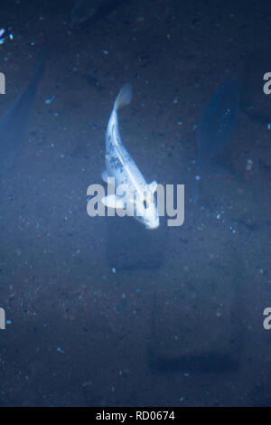White fish swimming on deep dark water Stock Photo