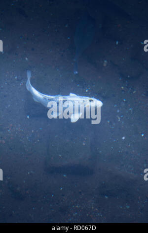 White fish swimming on deep dark water Stock Photo