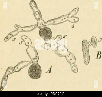 . Der gegenwrtige Standpunkt der Mycologie mit Rcksicht auf die Lehre von den Infections-Krankheiten. Pathogenic fungi. Fig. IS.. Please note that these images are extracted from scanned page images that may have been digitally enhanced for readability - coloration and appearance of these illustrations may not perfectly resemble the original work.. Eidam, Michael Emil Eduard, 1845-. Berlin, Oliven Stock Photo