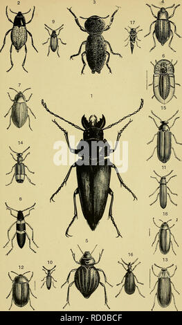 . Elementary text-book of entomology. Entomology. Plate XIII.. Please note that these images are extracted from scanned page images that may have been digitally enhanced for readability - coloration and appearance of these illustrations may not perfectly resemble the original work.. Kirby, W. F. (William Forsell), 1844-1912. London, S. Sonnenschein
