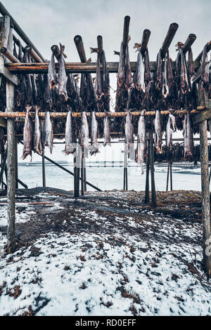 Drying flakes for stockfish cod fish in winter. Lofoten islands, Stock Photo