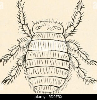 . Elementary entomology. Insects. teenth of an inch long, which is found clinging FIG. 382. Sheep-tick {Melophagus ovimis). FIG. 383. Bee-louse (Braula caeca) and its larva. (Greatly enlarged) to the thorax of queen and drone bees. FLEAS (SIPHONAPTERA) The fleas may be considered in con- nection with the flies, for they were formerly thought to be wingless Dip- tera, but are now classed as a distinct order. The name of the order is de- rived from two Greek words, siphon (a tube) and aptcros (wingless), referring to the tubelike mouth-parts and the lack of wings. The fleas have an oval body whi Stock Photo