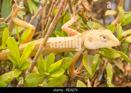 Chameleons or chamaeleons are a distinctive and highly specialized clade of old world lizards. Stock Photo