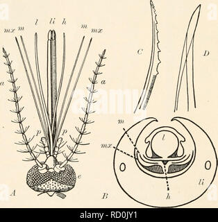 . Elementary entomology . Fig. 18. Mouth-parts of female mosquito ...