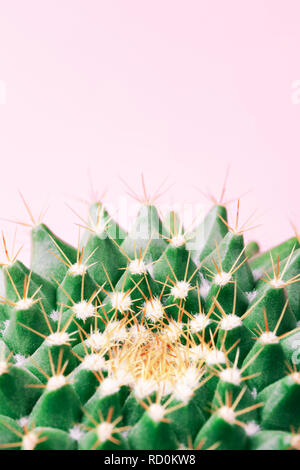 Thorn cactus against pink background. Macro, nature background Stock Photo