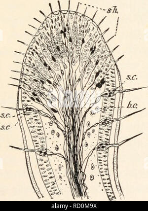 Labellum Insects . Elementary entomology . Fig. 47. Tip of tongue of honey-bee Showing ...
