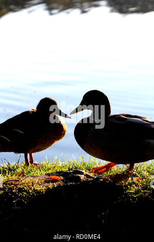 Silhouette of a pair of mallard ducks by a pond at sunrise Stock Photo