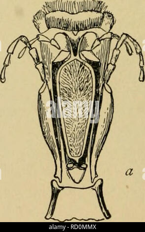 . Elementary entomology. Entomology. Fig. 423. White-faced wasp (J'espa /iiaciiiahj) well aware. The adults are predacious and feed their young on insects which have been masticated. Not infrequently, where an outbreak of caterpillars occurs, wasps will be seen carrying them off to their nests in considerable numbers; we have observed them at work on the cotton boll-worm and leaf-worms in the South. But two genera are com- mon in the East. Polistes are black ringed with yellow, or are brownish, and have long, spindle-shaped abdo- mens. Their nests are composed of a single comb and are attached Stock Photo