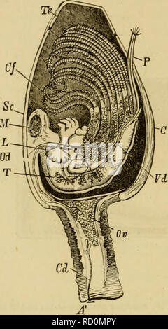 The abdomen is the part of the body between the thorax (chest) and ...