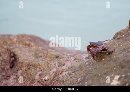 Small crabs crawling on the rocks on the shore. Coral reef wildlife. Stock Photo