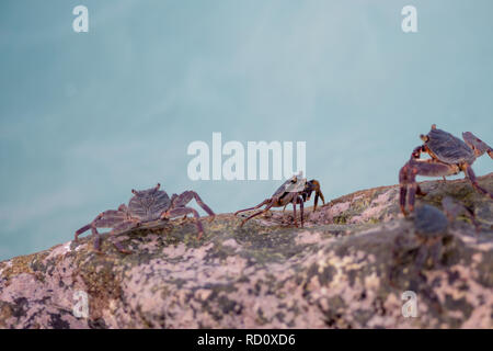 Small crabs crawling on the rocks on the shore. Coral reef wildlife. Stock Photo