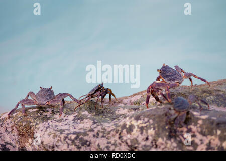 Small crabs crawling on the rocks on the shore. Coral reef wildlife. Stock Photo