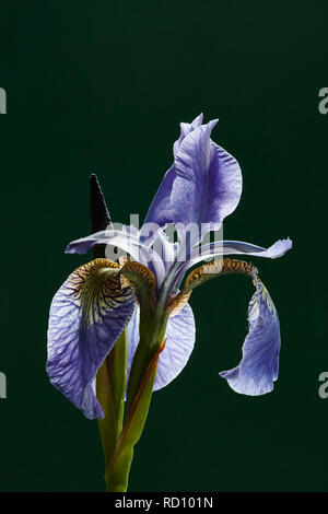 A Blue bearded Iris flower with a dark background Stock Photo