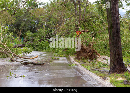 Santa Clara, Cuba, September 10, 2017: Trees fallen to the ground, damage from Irma Hurricane Stock Photo