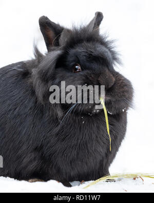 Portrait of a black dwarf rabbit sitting in the snow and eating grass Stock Photo