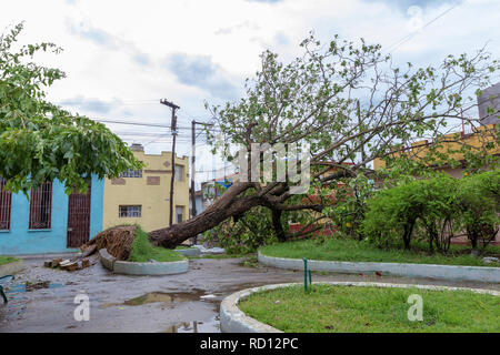 Santa Clara, Cuba, September 10, 2017: Trees fallen to the ground, damage from Irma Hurricane Stock Photo
