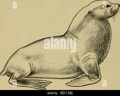 . Dangerous marine animals. Marine animals. Fig. 86. Top: Bearded Seal, Erignathus barbatus (Erxleben). Bottom: Australian Sea Lion, Neophoca cinerea (Peron). MARINE MAMMALS Several species of marine mammals have been incriminated in human intoxications. Polar Bear, Thalarctos maritimus Phipps. Ranges throughout the Arctic regions of the world. Numerous poisonings have resulted from eating the liver and kidneys of polar bears. The predominant symptoms are intense throbbing or dull frontal headaches, nausea, vomitfng, diarrhea, abdominal pain, dizziness, drowsiness, irrit- ability, collapse, ph Stock Photo