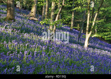 UK. An English wood in springtime, filled with native bluebells (Hyacinthoides non-scripta) Stock Photo