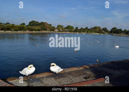 Swans on the lake in Princes Park, Eastbourne, East Sussex, UK Stock Photo