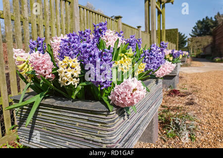 Hyacinthus in Slate containers - East Ruston Old Vicarage Gardens, Norfolk Stock Photo