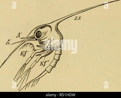 . Elementary text-book of zoology, general part and special part: protozoa to insecta. Animals. 466 CIlTJSTACEiL. filaments and hairs on the surface of the anterior antennie have the vakie of olfactory organs; the antennse function as tactile organs, as do also the palps of the jaws, the maxillipeds and the legs. The generative organs are paired and lie in the thorax or in the abdomen (Stomatopoda), and, as a rule, are connected across the middle line by a median portion. The female organs consist of two ovaries and two oviducts, which open on the basal joint of the antepen- ultimate pair of a Stock Photo