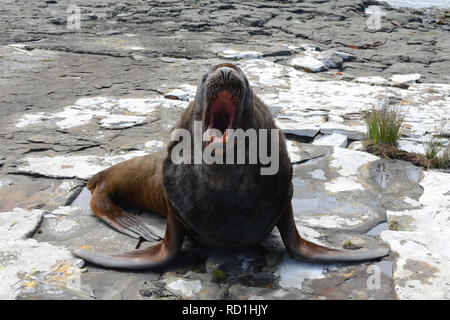 Portrait of a sea lion barking, New Zealand Stock Photo