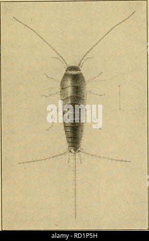 . Elementary entomology . Fig. 87. Silver fish-moth [Lepisma ...